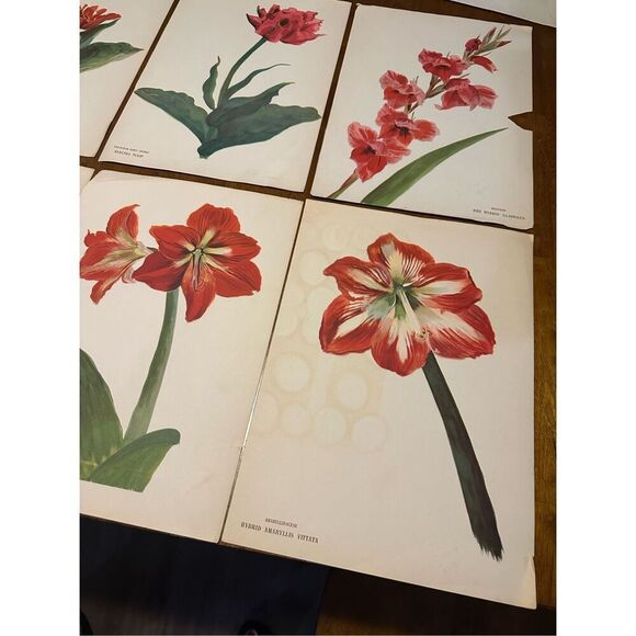 Flowers Drawn by Arlette Davids Text by Princess Bibesco prints Red  10x14” - Picture 4 of 12